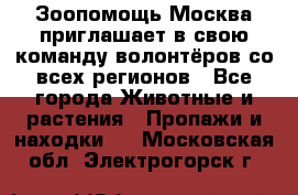 Зоопомощь.Москва приглашает в свою команду волонтёров со всех регионов - Все города Животные и растения » Пропажи и находки   . Московская обл.,Электрогорск г.